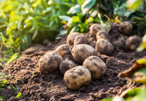 Aardappelen met een beetje aarde aan de schil